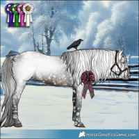 Horse Color:Gray Brown Appaloosa 