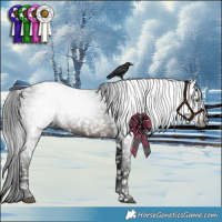 Horse Color:Gray Brown Appaloosa