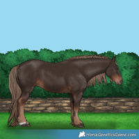 Horse Color:Liver Chestnut 