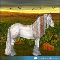 Horse Color:White Spotted Silver Bay Pearl Onyx Sabino  and White Spotted Bay Pearl Onyx Sabino 