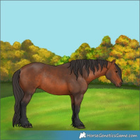 Horse Color:Bay Rabicano 