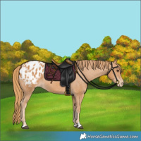 Horse Color:Chestnut Appaloosa