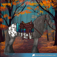 Horse Color:Grullo Appaloosa