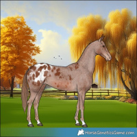 Horse Color:Chestnut Appaloosa