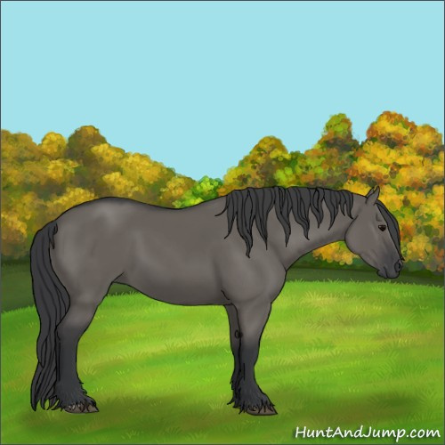 Horse Color:Grullo 