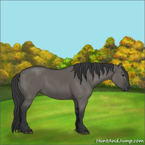 Horse Color:Grullo 