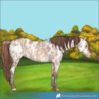 Horse Color:Amber Champagne Dun Appaloosa  and Amber Champagne Dun Appaloosa 