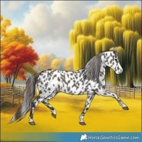 Horse Color:Grullo Leopard 