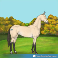 Horse Color:Buckskin Dun 