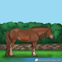 Horse Color:Chestnut 