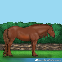 Horse Color:Chestnut 