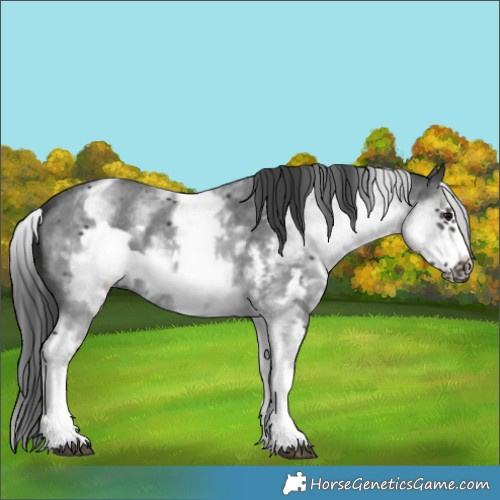 Horse Color:White Spotted Black Sabino Frame 