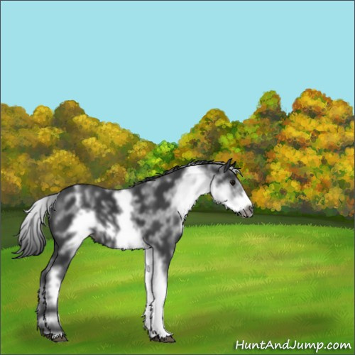 Horse Color:White Spotted Black Sabino Frame 