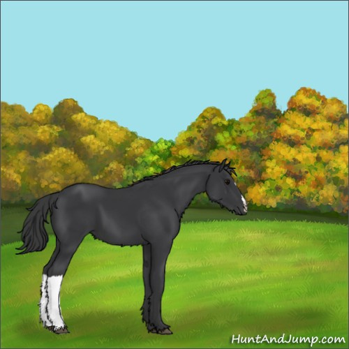 Horse Color:Black 