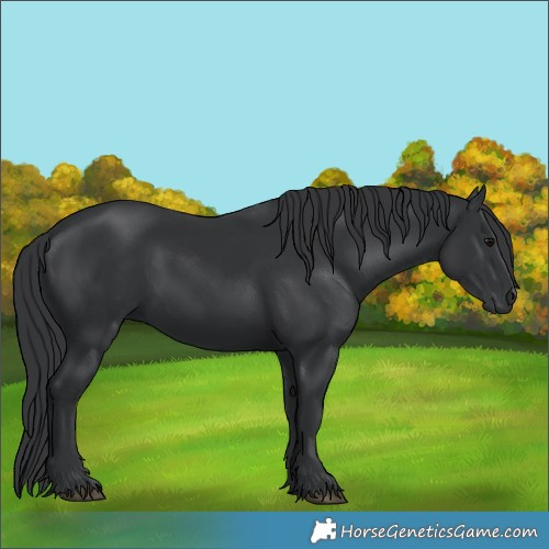 Horse Color:Black 