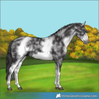Horse Color:White Spotted Smoky Black Sabino Frame
