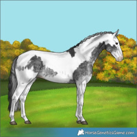 Horse Color:White Spotted Black  and White Spotted Black Rabicano 