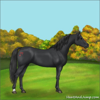 Horse Color:Black 