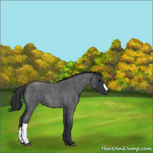 Horse Color:Blue Roan 