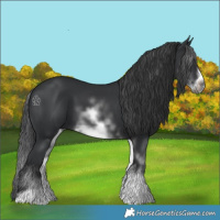 Horse Color:White Spotted Black Sabino Frame 