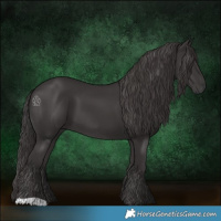 Horse Color:Smoky Black 
