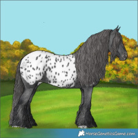 Horse Color:Black Appaloosa 