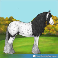 Horse Color:Black Splash Appaloosa 