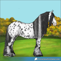 Horse Color:Black Splash Appaloosa 