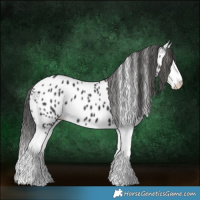 Horse Color:Black Splash Appaloosa 