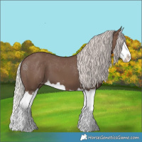 Horse Color:Silver Black Splash Appaloosa 