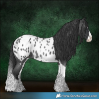 Horse Color:Blue Roan Splash Tobiano Appaloosa