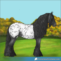 Horse Color:Blue Roan Appaloosa 
