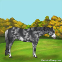 Horse Color:White Spotted Black Sabino Frame 