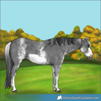 Horse Color:White Spotted Black Sabino Frame 