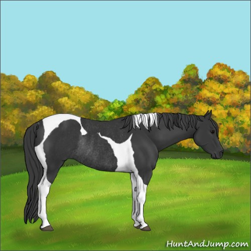 Horse Color:Black Tobiano Rabicano 