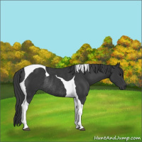 Horse Color:Black Tobiano Rabicano 