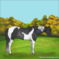 Horse Color:Black Tobiano Rabicano 