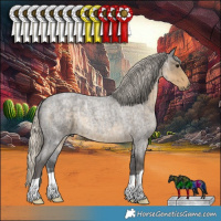 Horse Color:Silver Smoky Blue Ice Roan 