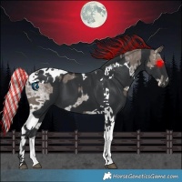 Horse Color:Painted White Spotted Silver Black Splash and Black Tobiano