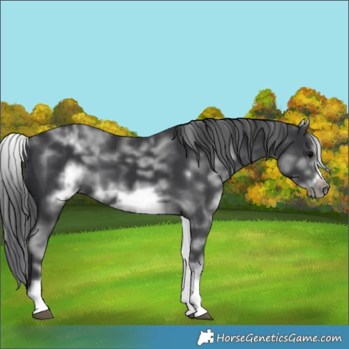 Horse Color:White Spotted Black Sabino Frame 