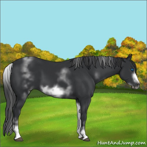 Horse Color:White Spotted Black Sabino Frame