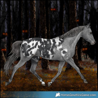 Horse Color:Black Appaloosa 