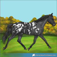 Horse Color:Black Appaloosa 