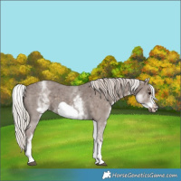 Horse Color:White Spotted Silver Black Sabino Frame 