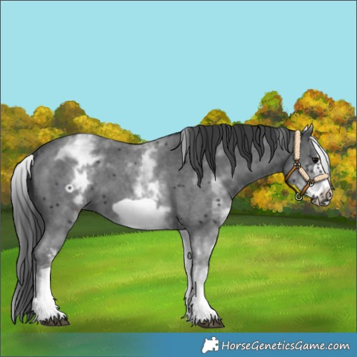 Horse Color:White Spotted Black Sabino Frame 