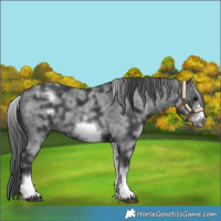 Horse Color:White Spotted Black Sabino Frame 