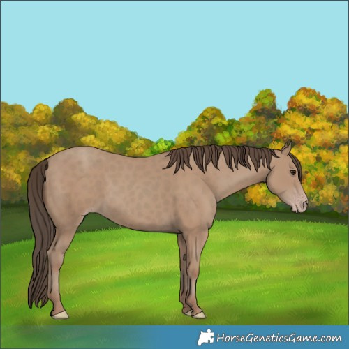 Horse Color:Classic Champagne Rabicano 