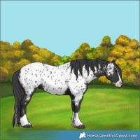 Horse Color:Black Splash Near Leopard