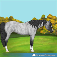 Horse Color:Blue Roan 