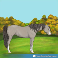 Horse Color:Classic Cream Champagne 